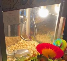 Tea, Snacks, and WiFi