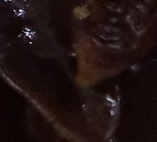 Black Wood Ear Mushroom