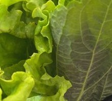 Lettuce