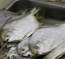 Spanish mackerel and bream