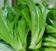 Oilseed lettuce