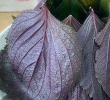 Perilla Leaf