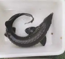 Sturgeon