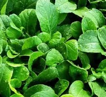 Green Vegetables