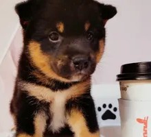 Black Beans and Coffee
