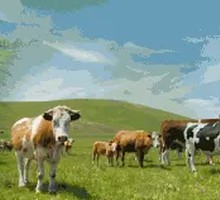 Nourishing Beef Soup Pot