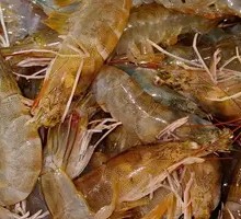 Large Shrimp