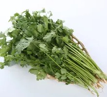 Cilantro