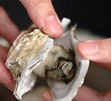 Freshly Opened Oysters and Scallops