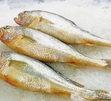Yellow croaker