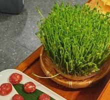 Live Bean Sprouts