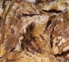 Steamed Oysters