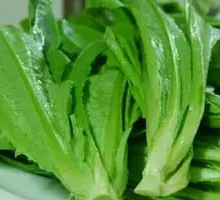 Oilseed lettuce