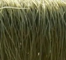 Sweet Potato Noodles