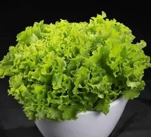 Romaine Lettuce