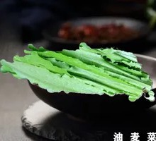 Oilseed lettuce