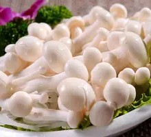 White Cloud Mushroom