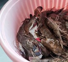 Live Shrimp