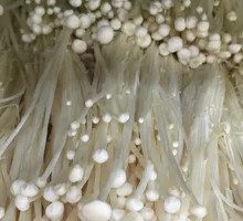 Enoki Mushroom