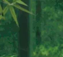 Premium Grain-Fed Beef