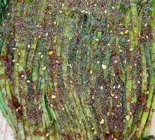 Grilled Leeks