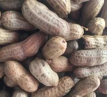 Boiled Peanuts