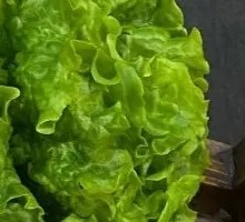 Lettuce with Perilla Leaves