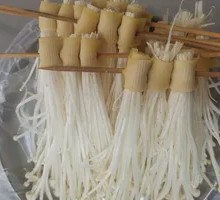 Enoki Mushroom
