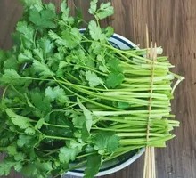 Cilantro