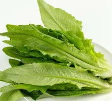 Oilseed lettuce