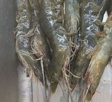 Large Shrimp