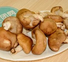 Shiitake Mushroom