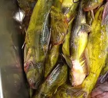 Catfish