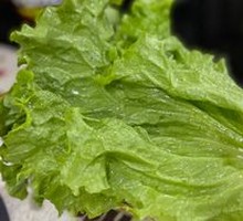 Lettuce