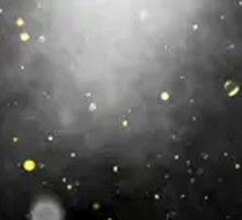 Fresh Bite Special Whole Large Meat Piece