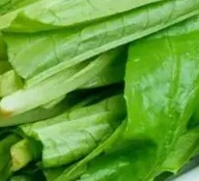 Oilseed lettuce