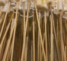 Bamboo Shoot Tips