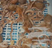 Fresh Octopus