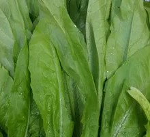 Oilseed lettuce