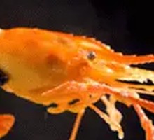 Specialist Luo's Shrimp