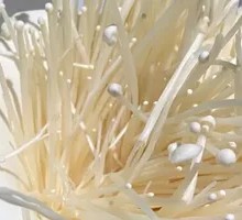 Enoki Mushroom