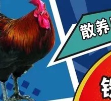 Stir-Fried Duck in Earthen Pot