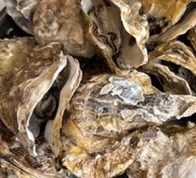 Steamed Oysters