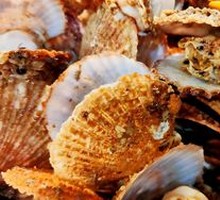 Scallop