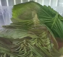 Perilla Leaf