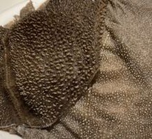 Fresh Tripe