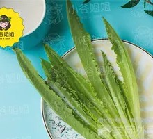 Oilseed lettuce
