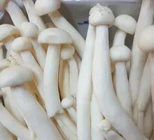 Seafood Mushroom