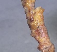Lamb Skewers