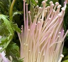 Vegetable Platter
